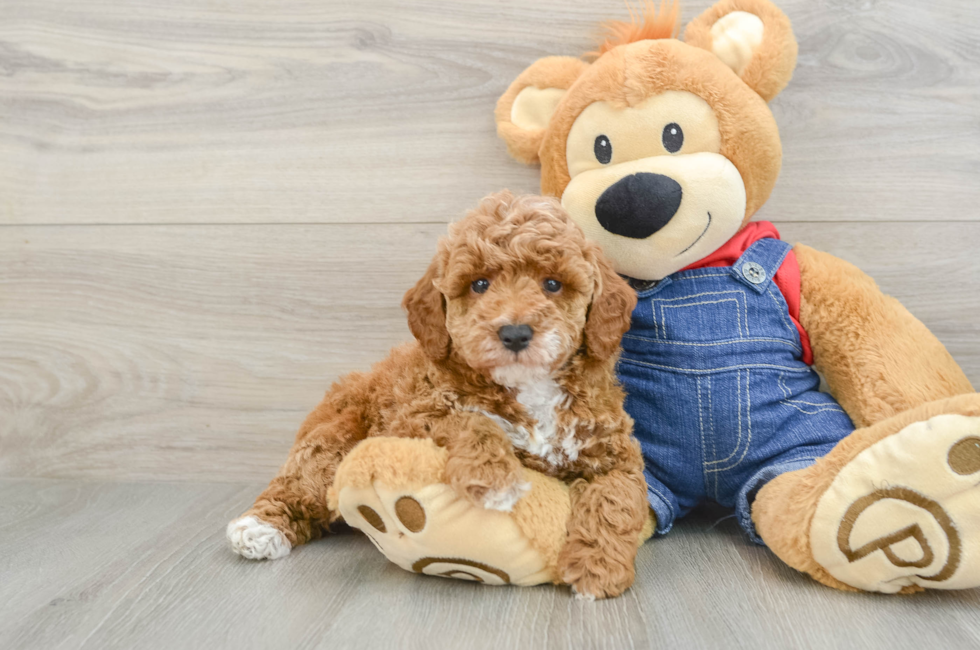 6 week old Poodle Puppy For Sale - Pilesgrove Pups