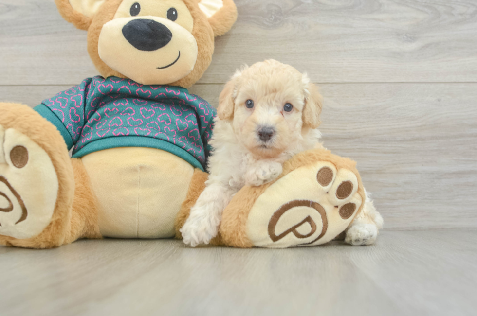5 week old Poodle Puppy For Sale - Pilesgrove Pups