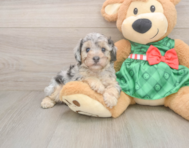 8 week old Poodle Puppy For Sale - Pilesgrove Pups