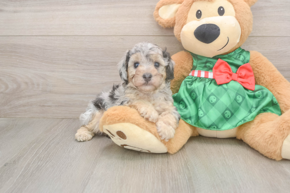 5 week old Poodle Puppy For Sale - Pilesgrove Pups