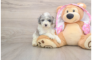 Poodle Puppy for Adoption