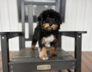 15 week old Poodle Puppy For Sale - Pilesgrove Pups