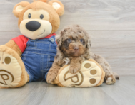 6 week old Poodle Puppy For Sale - Pilesgrove Pups