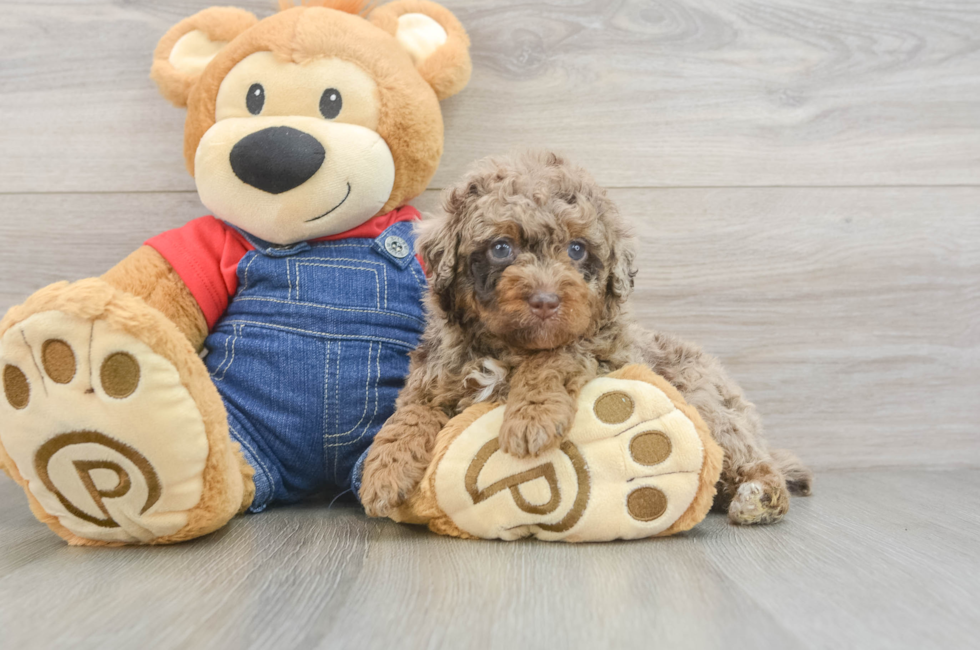 5 week old Poodle Puppy For Sale - Pilesgrove Pups