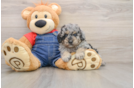 Best Poodle Baby