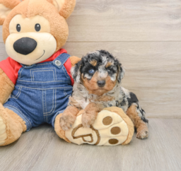 5 week old Poodle Puppy For Sale - Pilesgrove Pups