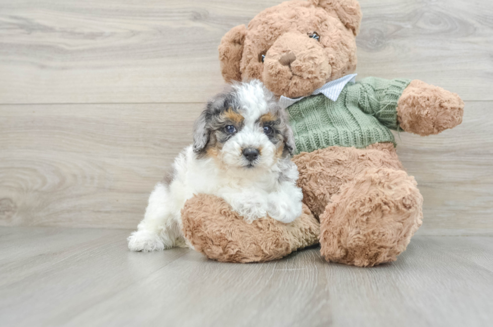 8 week old Poodle Puppy For Sale - Pilesgrove Pups