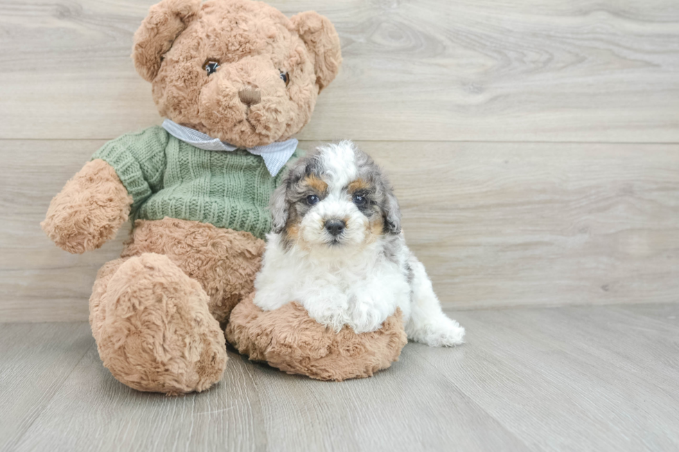 Playful Poodle Purebred Pup