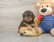 7 week old Poodle Puppy For Sale - Pilesgrove Pups