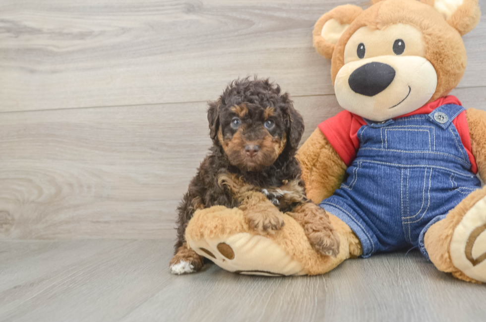 5 week old Poodle Puppy For Sale - Pilesgrove Pups