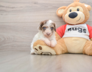 10 week old Poodle Puppy For Sale - Pilesgrove Pups