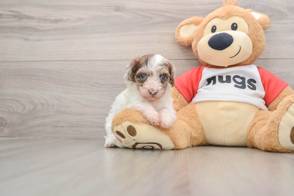 Poodle Puppy for Adoption