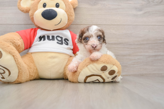 Poodle Pup Being Cute