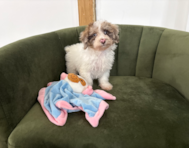 10 week old Poodle Puppy For Sale - Pilesgrove Pups