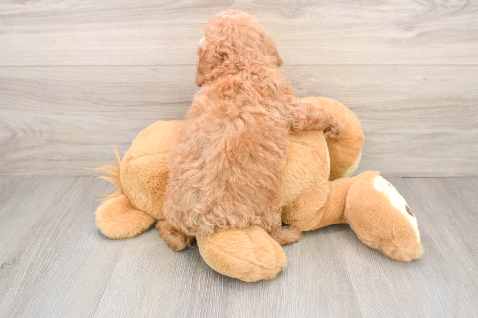 Playful Poodle Purebred Pup