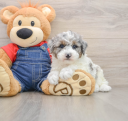 7 week old Poodle Puppy For Sale - Pilesgrove Pups