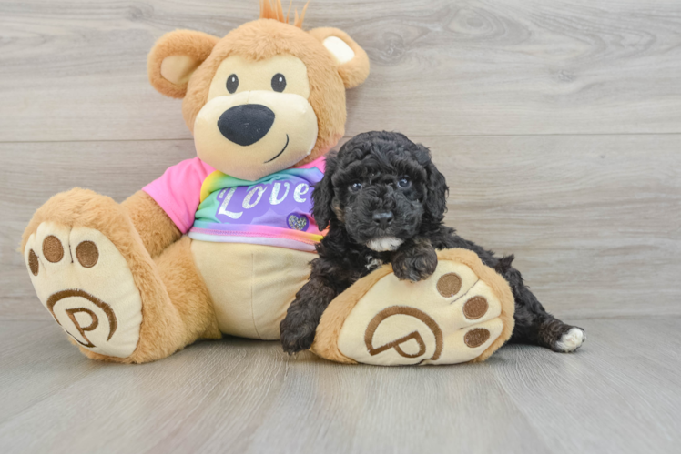 Small Poodle Baby