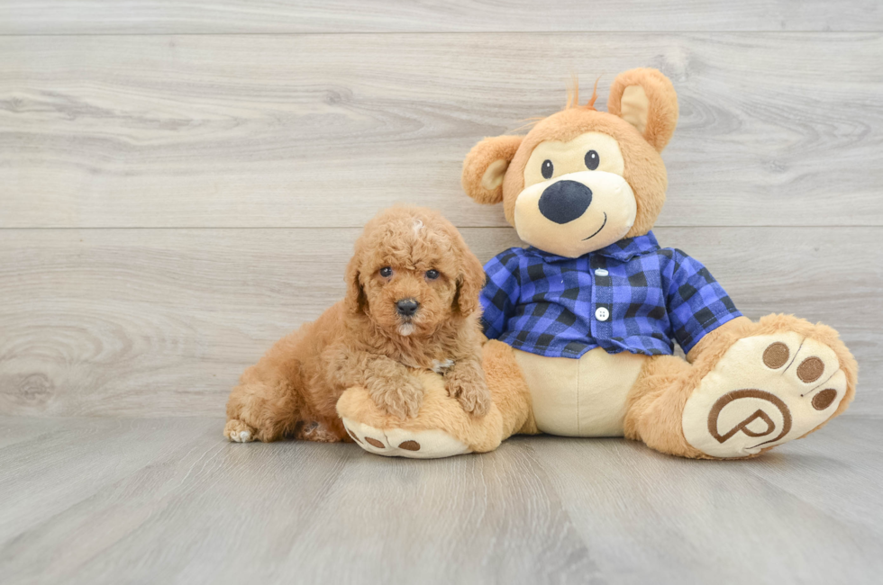 7 week old Poodle Puppy For Sale - Pilesgrove Pups