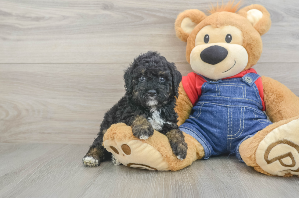 5 week old Poodle Puppy For Sale - Pilesgrove Pups