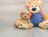 7 week old Poodle Puppy For Sale - Pilesgrove Pups