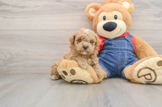 Poodle Puppy for Adoption