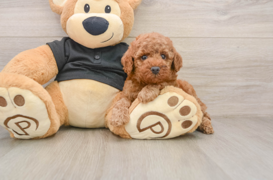 Little Poodle Purebred Pup