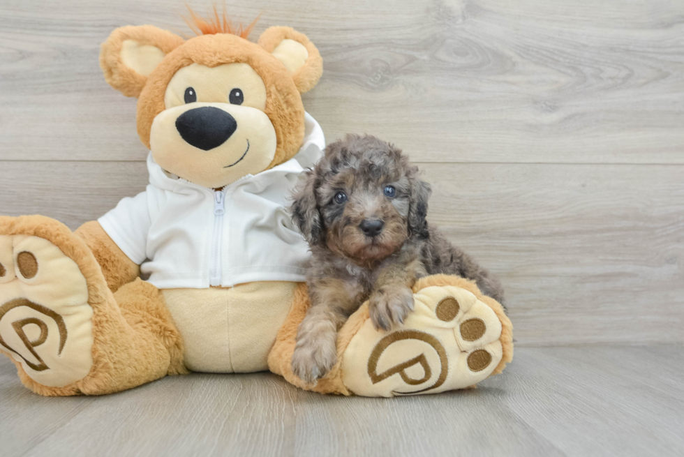 Playful Poodle Purebred Pup