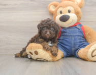 7 week old Poodle Puppy For Sale - Pilesgrove Pups