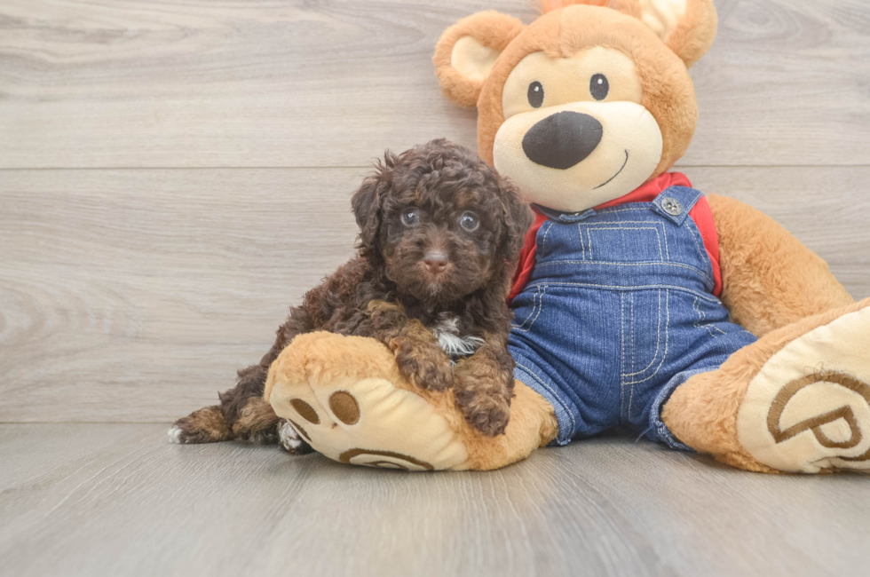 5 week old Poodle Puppy For Sale - Pilesgrove Pups