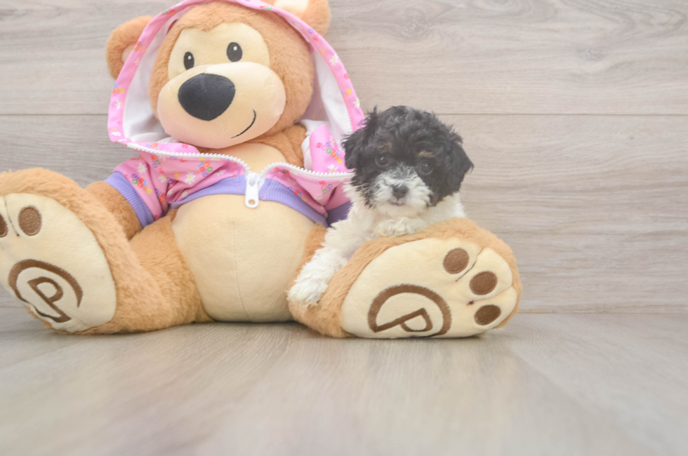 6 week old Poodle Puppy For Sale - Pilesgrove Pups