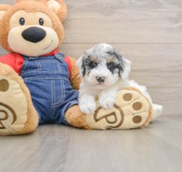 7 week old Poodle Puppy For Sale - Pilesgrove Pups