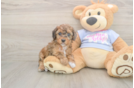 Poodle Puppy for Adoption