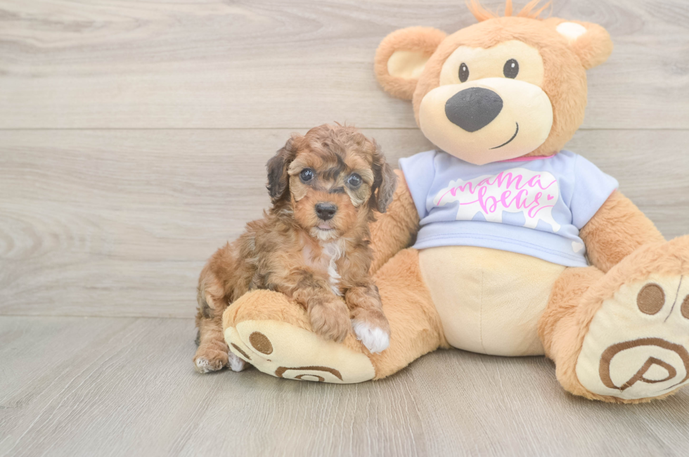 5 week old Poodle Puppy For Sale - Pilesgrove Pups