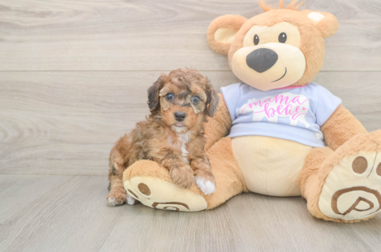 Poodle Puppy for Adoption