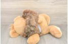 Poodle Pup Being Cute