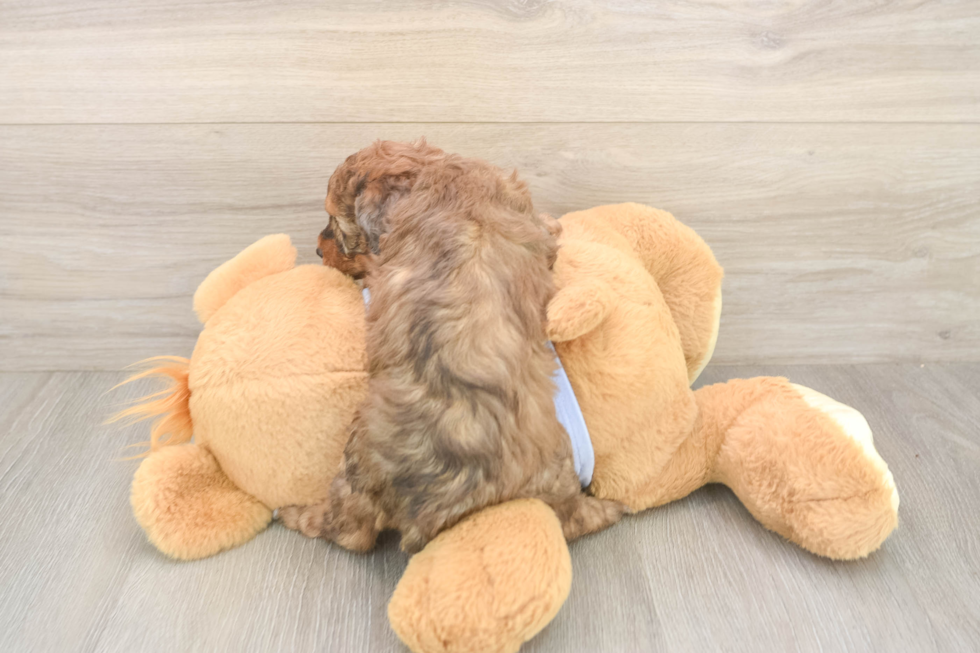 Poodle Pup Being Cute