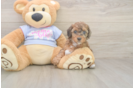 Akc Registered Poodle Baby