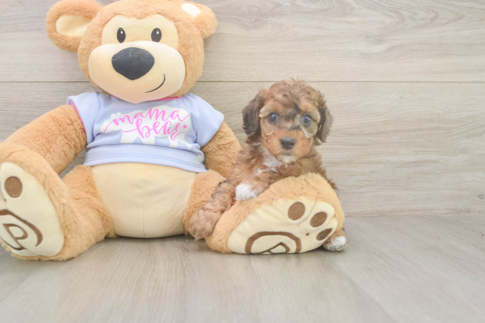 Akc Registered Poodle Baby