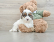 8 week old Poodle Puppy For Sale - Pilesgrove Pups