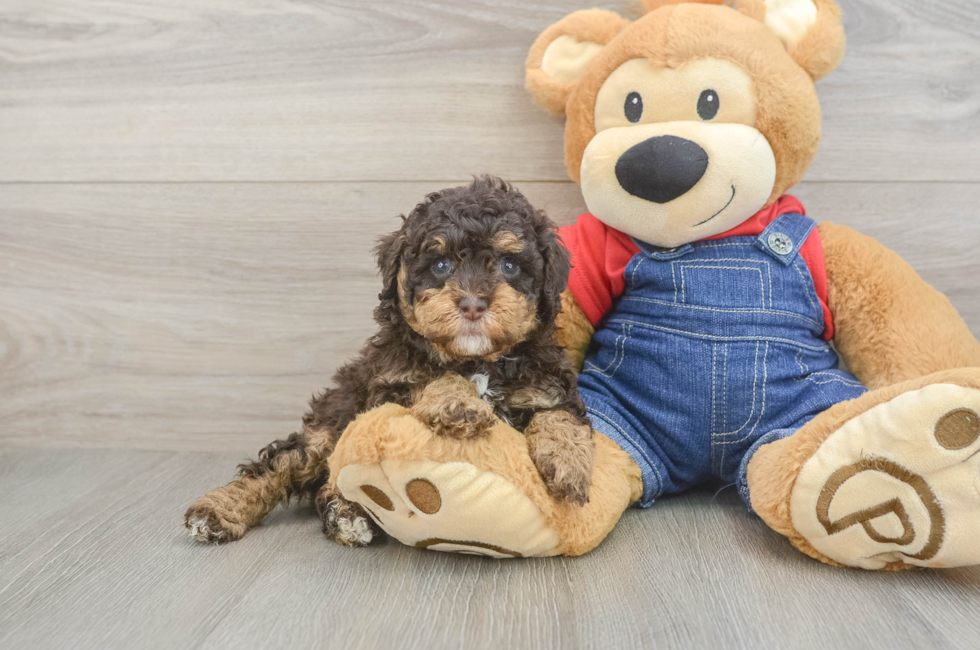 5 week old Poodle Puppy For Sale - Pilesgrove Pups