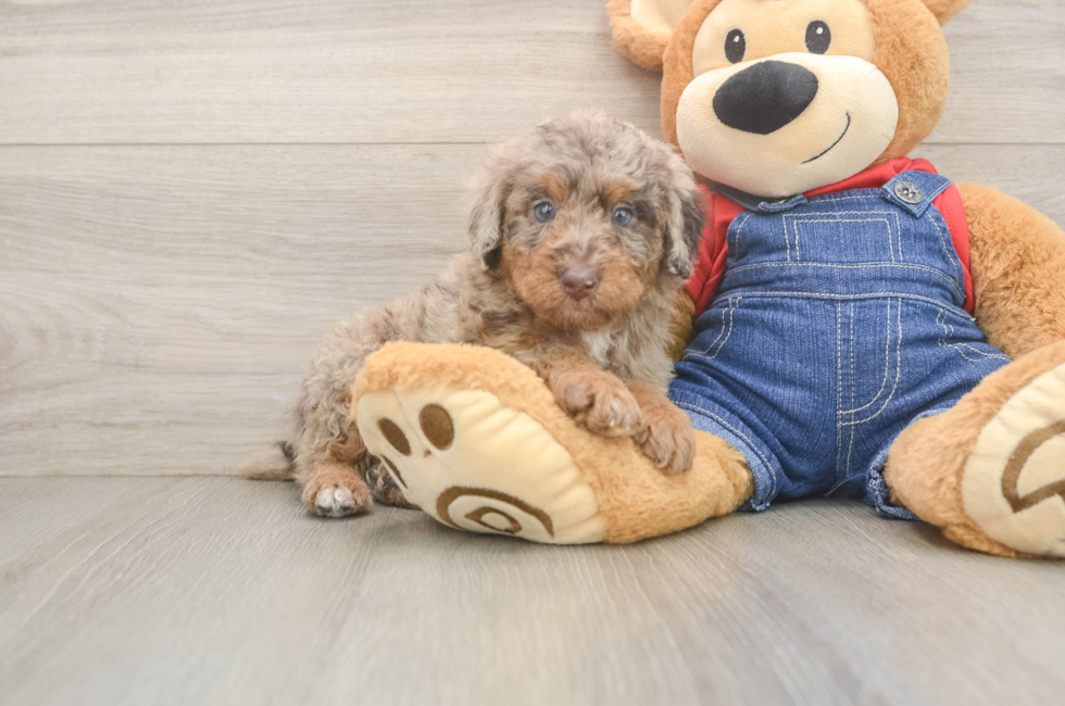 5 week old Poodle Puppy For Sale - Pilesgrove Pups