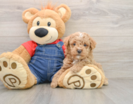7 week old Poodle Puppy For Sale - Pilesgrove Pups