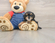 6 week old Poodle Puppy For Sale - Pilesgrove Pups