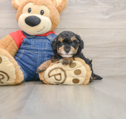 6 week old Poodle Puppy For Sale - Pilesgrove Pups
