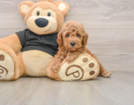 7 week old Poodle Puppy For Sale - Pilesgrove Pups