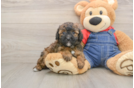 Poodle Puppy for Adoption