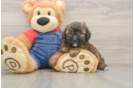 Poodle Puppy for Adoption