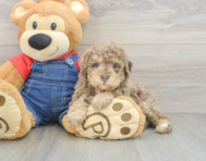 6 week old Poodle Puppy For Sale - Pilesgrove Pups