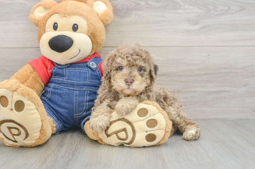 5 week old Poodle Puppy For Sale - Pilesgrove Pups