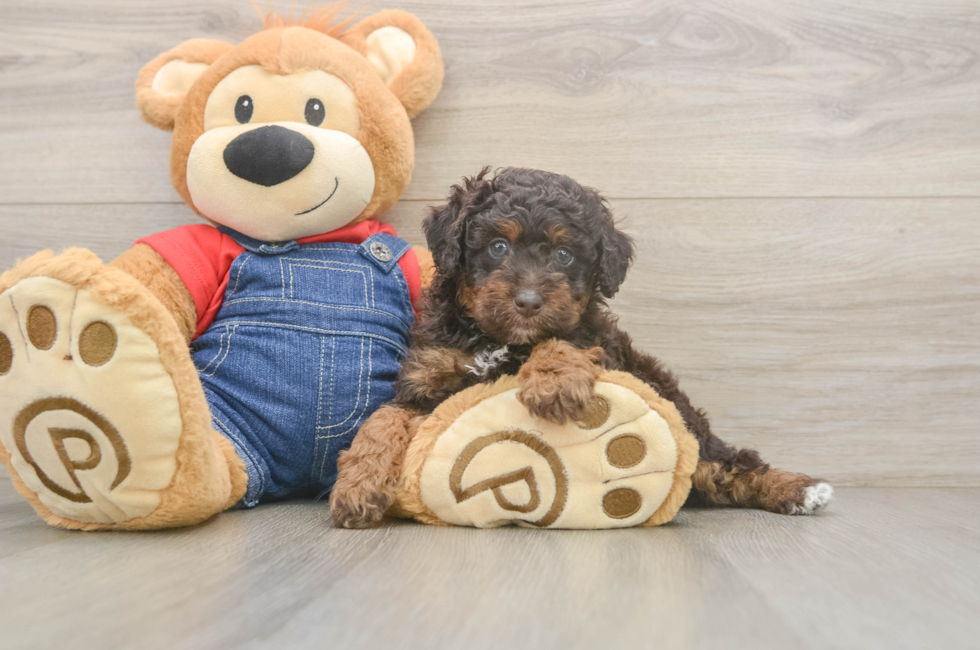 5 week old Poodle Puppy For Sale - Pilesgrove Pups